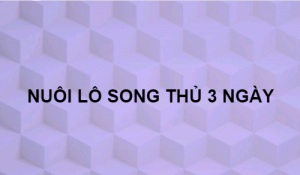 Nuôi lô song thủ khung 3 ngày