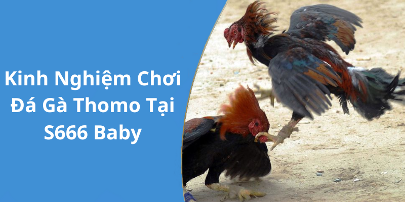 Kinh Nghiệm Chơi Đá Gà Thomo Tại S666 Baby